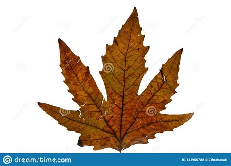 Dried Plane Tree Leaves in Autumn. Stock Photo - Image of autumnal ...