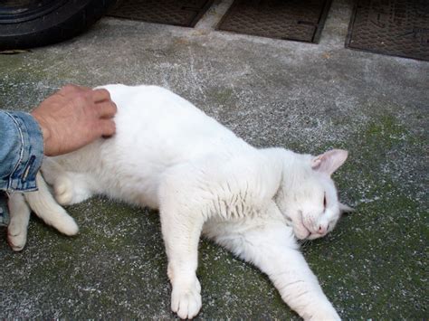 思い出してくれました～ 町猫 旅猫 猫は何処にでもいるよ