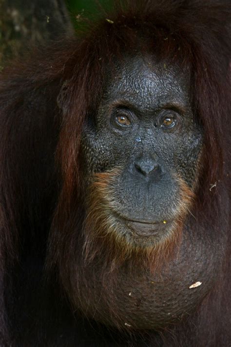 Introducing Bongo Bornean Orangutan Pongo Pygmaeus Morio Flickr