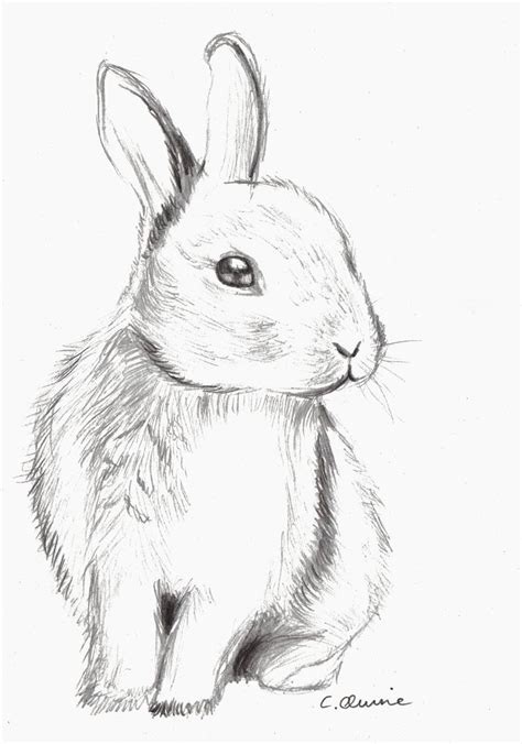 How To Draw A Realistic Rabbit Step By Step