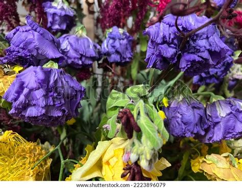 Dead Purple Flowers Withered Purple Flowerflowers Stock Photo