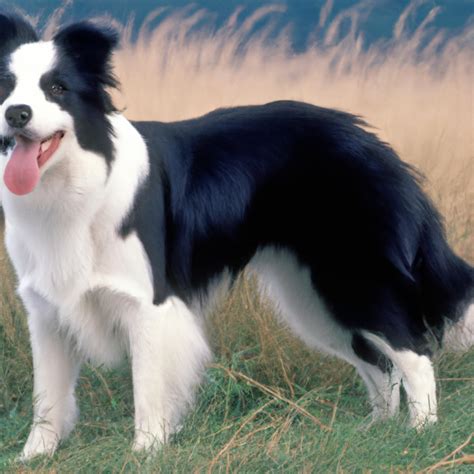 Exploring Border Collies In Literature