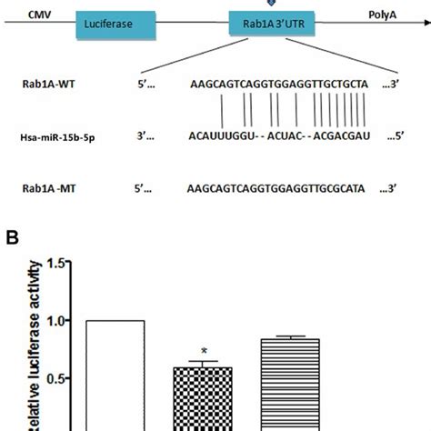 Mir B P Directly Targeted Rab A A Scheme Of The Potential Binding