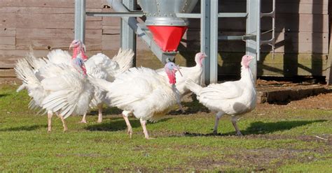 7 Best Turkey Breeds For Backyard Farmers The Garden Magazine