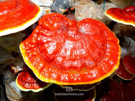 Reishi El Poder De Los Hongos Medicinales Beatriz Barrientos