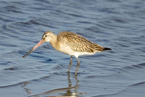 Friday Th December Cornwall Birds Cbwps