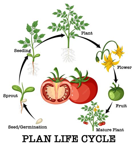 Premium Vector | Life cycle of a tomato plant diagram