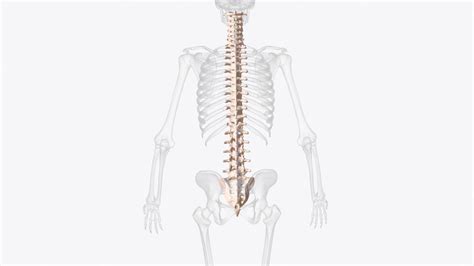 premium photo  vertebral column   series  approximately