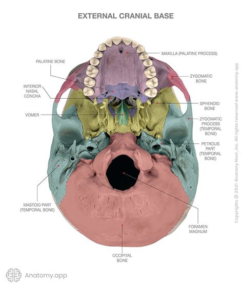 External Cranial Base Encyclopedia Anatomy App Learn Anatomy 3D