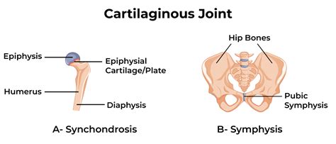 Types Of Cartilaginous Joints