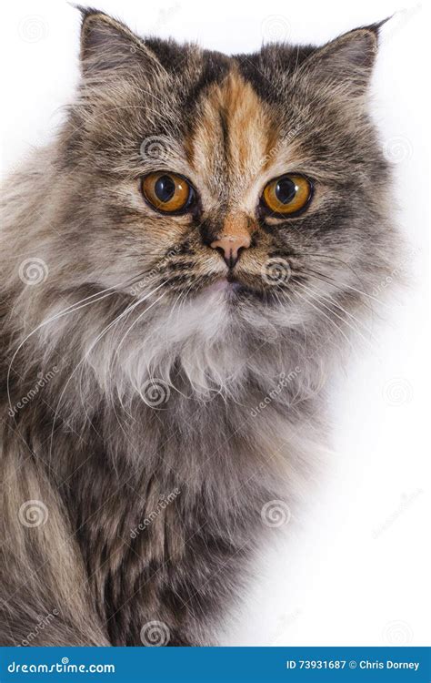 Persian Chinchilla Cat Stock Image Image Of Cats Longhair 73931687