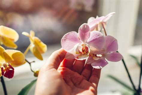 Comment Faire Refleurir Une Orchid E Astuces Simples Et Efficaces