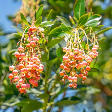 strawberry tree buy 8