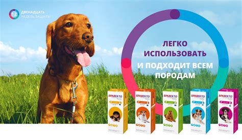 Бравекто