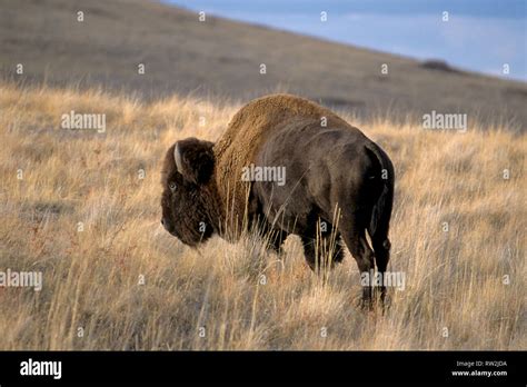 American Bison National Bison Range Nw Montana Stock Photo Alamy