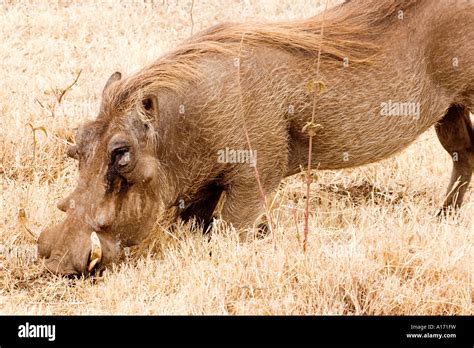 Hog Feeding Hi Res Stock Photography And Images Alamy