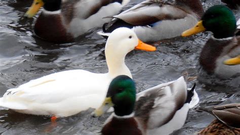Белая утка в центре внимания среди диких крякв. - YouTube