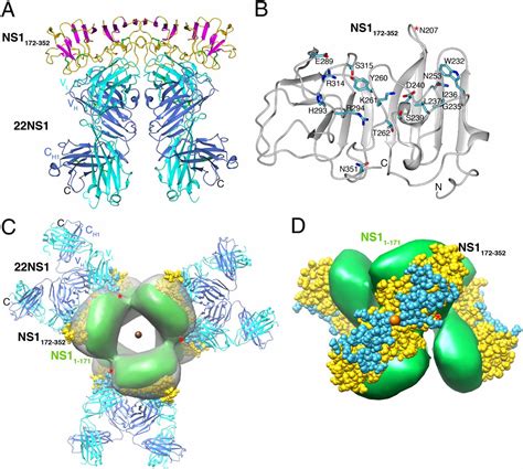 Structural Basis Of Flavivirus NS1 Assembly And Antibody Recognition PNAS