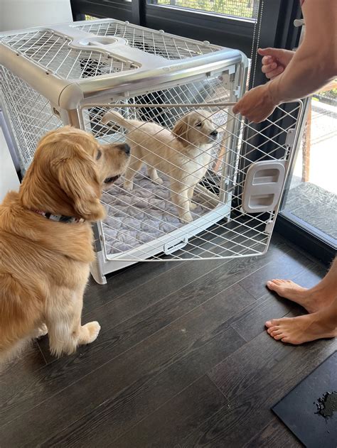 Golden Retriever Puppy Barking In Crate When I Leave