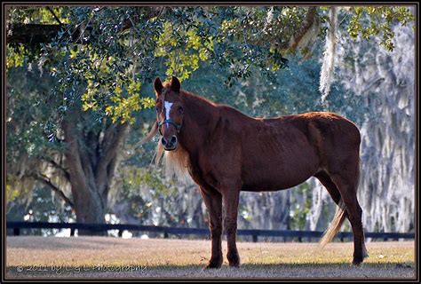 Ocala Central Florida And Beyond Ocala Is Horse Country