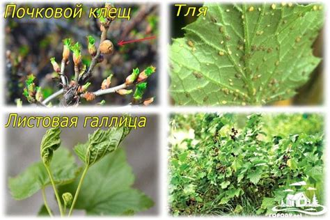 Почковый клещ на смородине: как просто избавиться от вредителя. Как ...