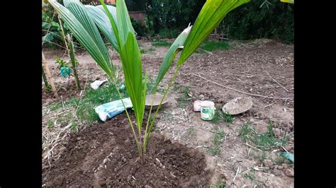 Coconut Tree Planting Youtube