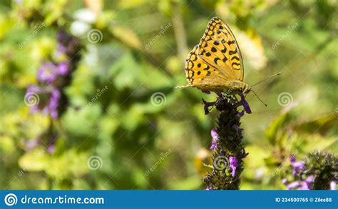 A Butterfly High Brown Fritillary Argynnis Adippe On The Flower