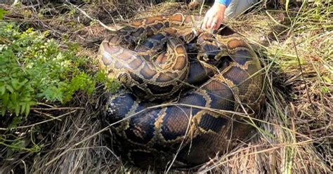 Record Breaking 500 Pounds Of Invasive Python Caught In Florida