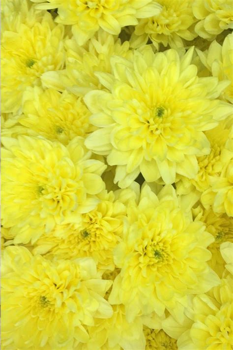 Хризантема кущова Балтика /Жовта/ - Магазин квітів у м. Кропивницький