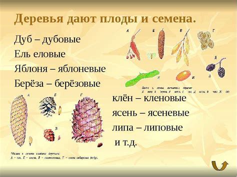 Плоды И Семена Деревьев Картинки С Названиями — Картинки фотографии