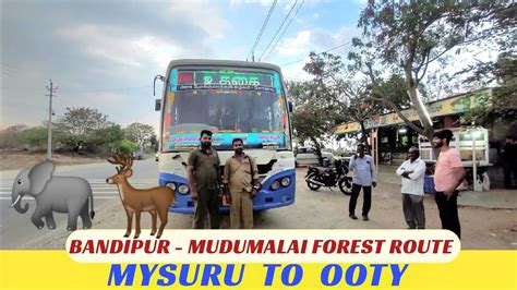 MYSORE To OOTY TNSTC Bus Travel Through Bandipur And Mudumalai