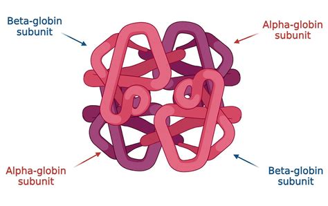 unravelling sickle cell anaemia