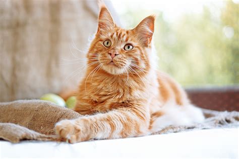 Orange Maine Coon Cat Breed: Info, Pictures, Traits & More - Catster