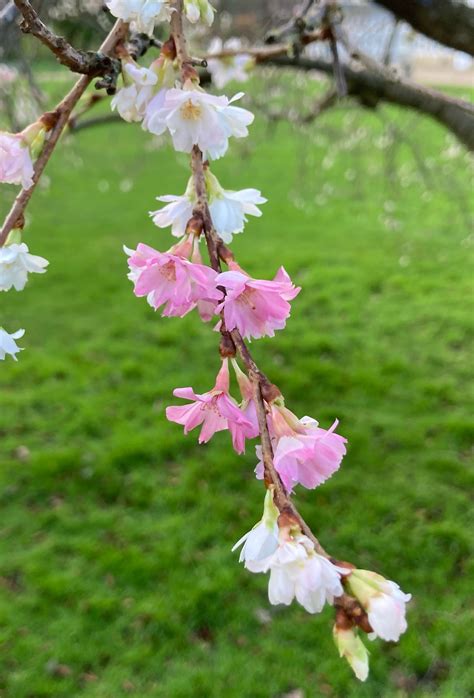 Prunus × subhirtella f. autumnalis — Friends of the Botanical Gardens