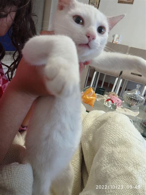 is this 3 month old kitten bloated or just fat? we took him to the vet