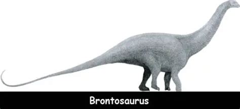 Facts About Brontosaurus Dinosaur For Kids