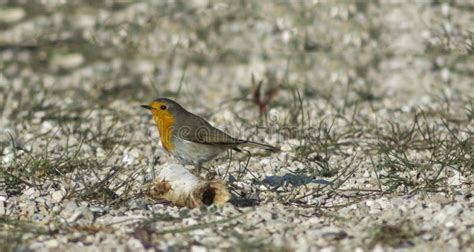 Robin bird stock photo. Image of wild, bird, ornitology - 86388532