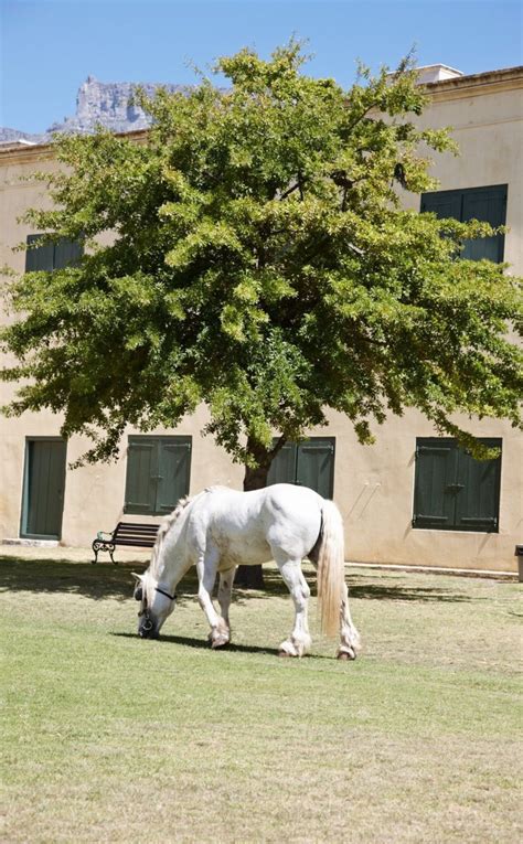 Shire Guide Race De Cheval