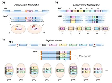 Current Models Simplified For Sex Determination In Paramecium