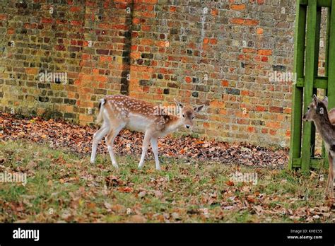 Fallow Deer Bushy Park Stock Photo Alamy