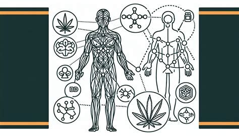 Cannabis And Athletic Recovery Unlocking Natural Relief Quick