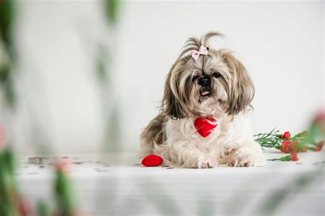 Shih Tzu Teddy Bear Cut vs Puppy Cut: Comparison Guide