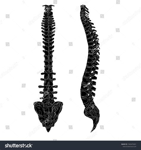 Back Side View Spine Realistic Spine: vector de stock (libre de