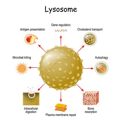 lysosome function  multitask stock illustration  image
