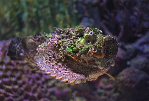 stonefish premier angler
