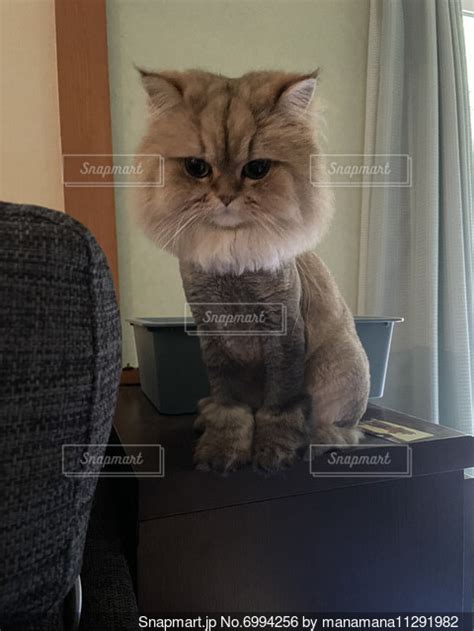 鏡の前に座ってカメラに向かってポーズをとる猫の写真・画像素材 6994256 Snapmart（スナップマート）