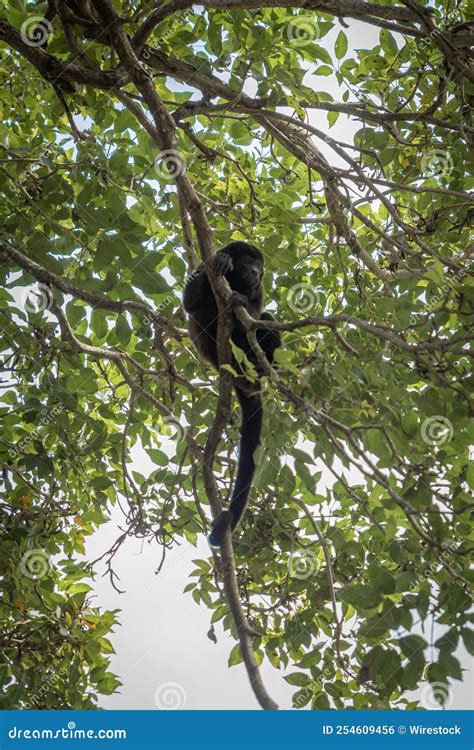 Low Angle Shot Of A Cute Monkey Sitting On A Tree In Costa Rica On A