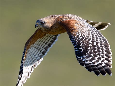 The Red-shouldered Hawk - One Gorgeous Bird of Prey | BirdNote