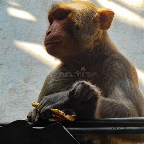 174 Monkey Suck Photos Free And Royalty Free Stock Photos From Dreamstime