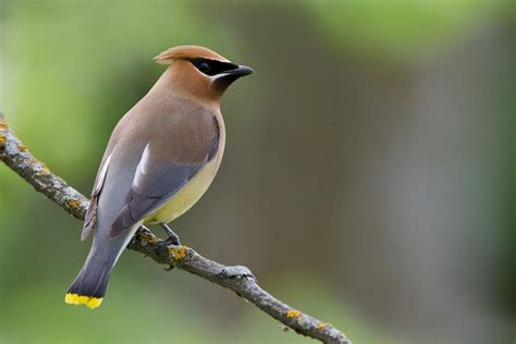 Cedar Waxwing Facts Habitat Diet Life Cycle Pictures